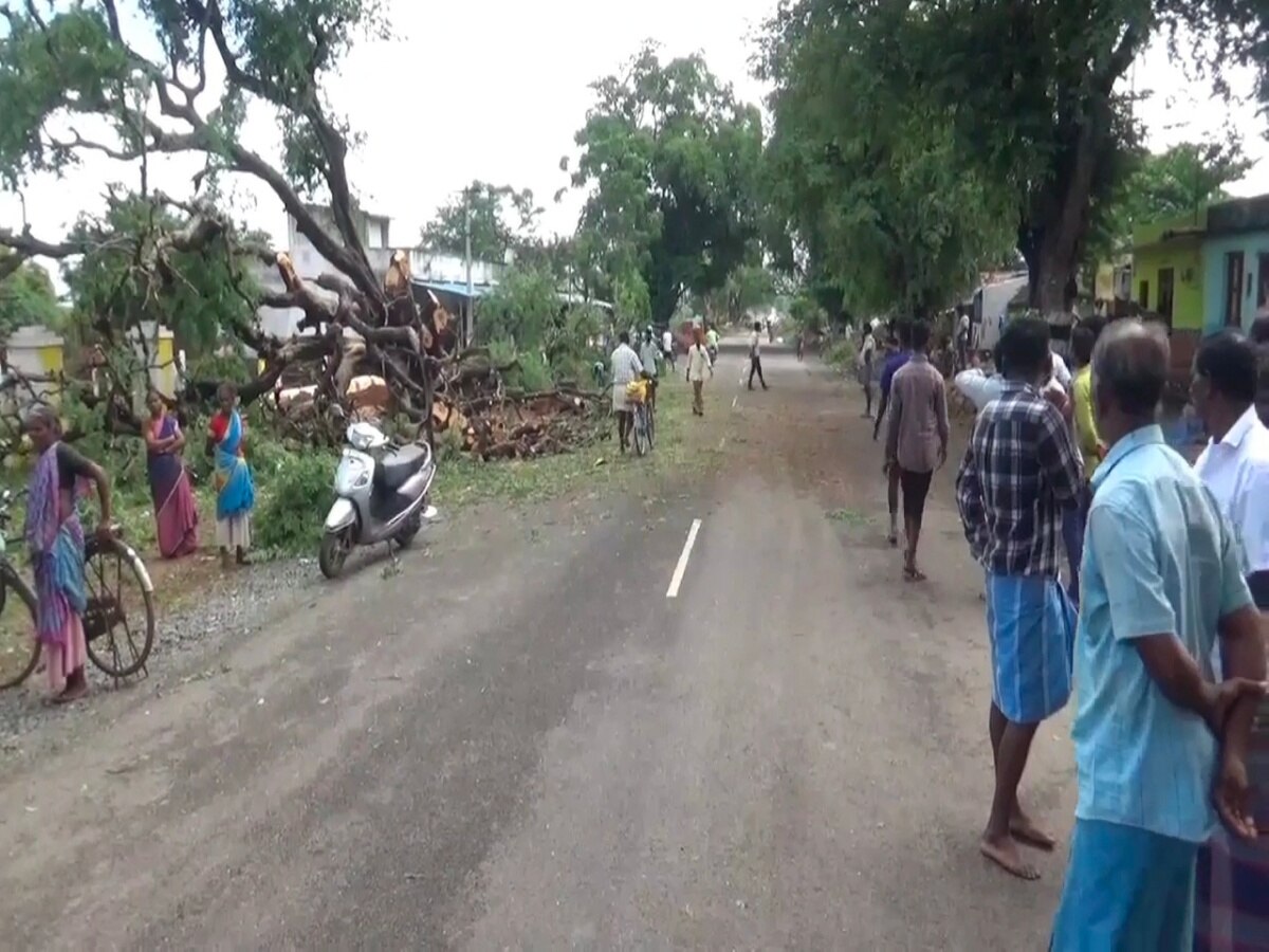 சாலை விரிவாக்கத்தால் குறியீடு இல்லாத மரங்களை வெட்டுவதா..? -  தி.மலை அருகே மக்கள் சாலை மறியல்