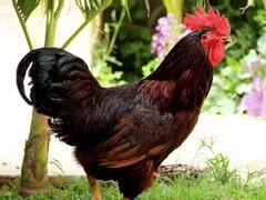 कुशीनगर में आया अजीबो-गरीब मामला, पुलिस ने कराया 6 मुर्गों का पोस्टमार्टम, महिला पर FIR भी दर्ज