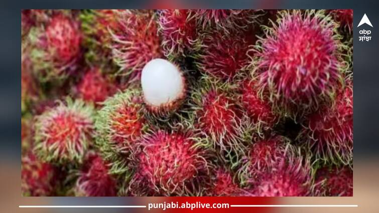 what is rambutan fruit how it beneficials in nipah virus details inside read article Rambutan Fruit :ਕੀ ਹੈ ਰਾਮਬੂਟਨ ਫਲ, ਨਿਪਾਹ ਵਾਇਰਸ ਨਾਲ ਇਸ ਦਾ ਕੀ ਸਬੰਧ, ਕਿਉਂ ਹੋ ਰਹੀ ਇਸ ਦੀ ਚਰਚਾ