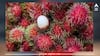 Rambutan Fruit :ਕੀ ਹੈ ਰਾਮਬੂਟਨ ਫਲ, ਨਿਪਾਹ ਵਾਇਰਸ ਨਾਲ ਇਸ ਦਾ ਕੀ ਸਬੰਧ, ਕਿਉਂ ਹੋ ਰਹੀ ਇਸ ਦੀ ਚਰਚਾ