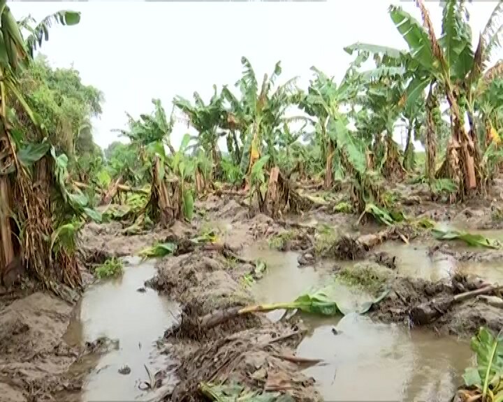 Bharuch Flood: ભરૂચમાં નર્મદા નદીના પૂરના કપાસ, કેળના ખેડૂતો થયા બરબાદ