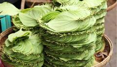Benefits of Betel Leaves : આ પાનમાં છૂપાયેલો છે સ્વાસ્થ્યનો ખજાનો, સ્વાદની સાથે મળશે અઢળક ફાયદા