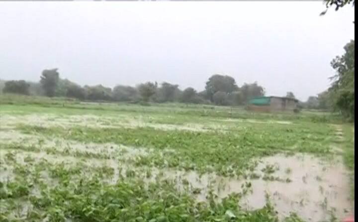 Damage to agricultural crops in Banaskantha district due to heavy rains ભારે વરસાદથી બનાસકાંઠા જિલ્લામાં કૃષિ પાકને નુકસાન, પાણી ભરાતા ઉભા પાકને નુકસાનની ભીતી