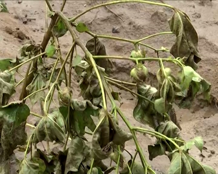 Bharuch Flood: ભરૂચમાં નર્મદા નદીના પૂરના કપાસ, કેળના ખેડૂતો થયા બરબાદ
