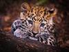 Leopard Cubs Death: பரபரப்பு.. உயிரியல் பூங்காவில் பரவும் வைரஸ் நோய்.. 7 சிறுத்தை குட்டிகள் உயிரிழந்த சோகம்..