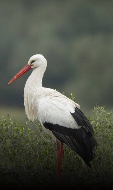 'हे' प्राणी पाळल्यास तुम्हाला होईल तुरुंगवास