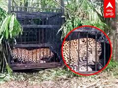 Tirupati Leopard : திருப்பதி மலையில் சிக்கிய சிறுத்தை... பரபரப்பு காட்சிகள்