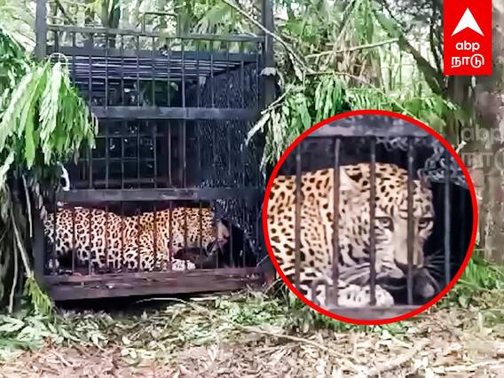 Tirupati Leopard : திருப்பதி மலையில் சிக்கிய சிறுத்தை... பரபரப்பு காட்சிகள்
