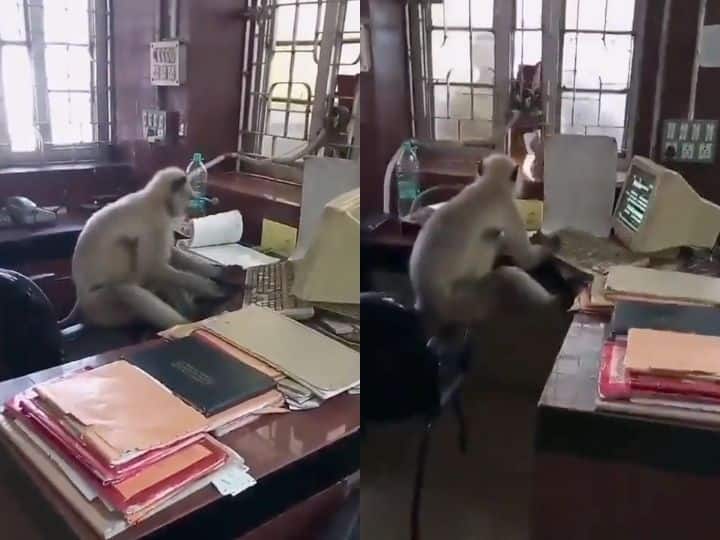 Video of Monkey Mama working in front of laptop went viral watch here अभ्यर्थियों को अब नहीं करना होगा इंतजार! ‘बंदर मामा’ के काम करने का वीडियो हुआ वायरल