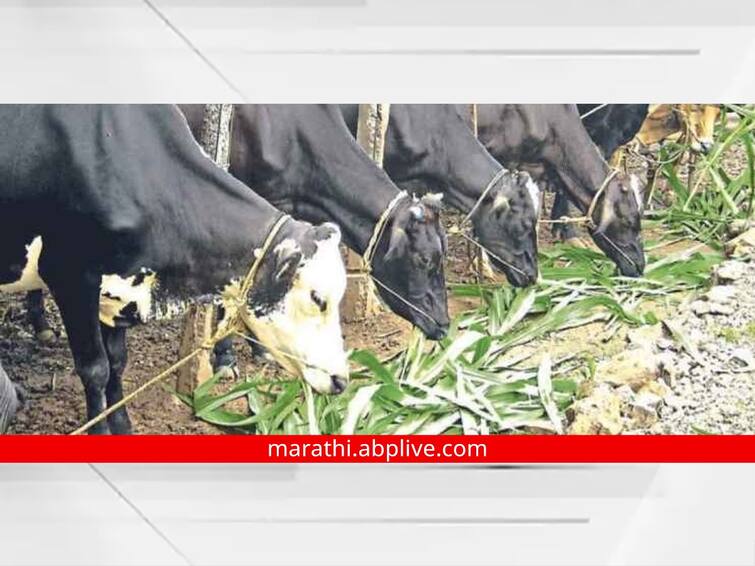 Fodder problem serious in Marathwada 8 thousand 60 livestock farmers applied for free seeds Chhatrapati Sambhaji Nagar news Marathwada : मराठवाड्यात चाऱ्याचा प्रश्न गंभीर, शेतकऱ्यांची प्रशासनाकडे धाव; तब्बल 8 हजार 60 पशुपालकांची मोफत बियाण्यांसाठी अर्ज