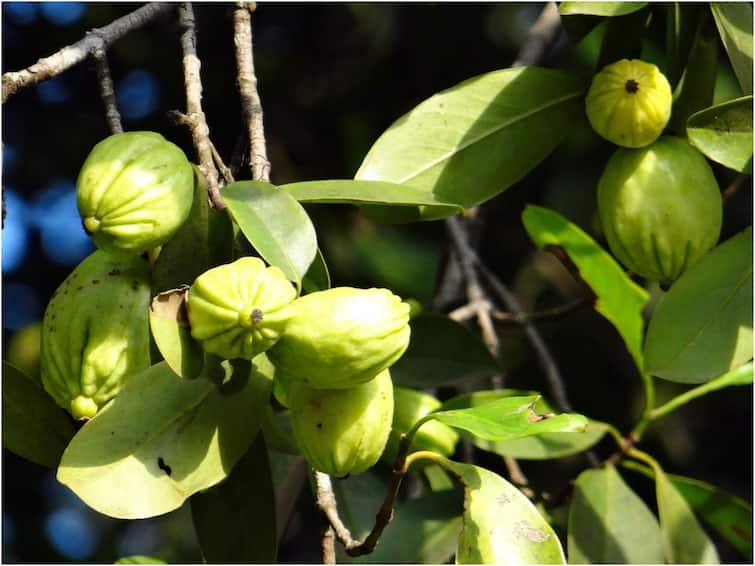 Garcinia Cambogia: Are you eating this fruit to lose weight – and do you know about the side effects!