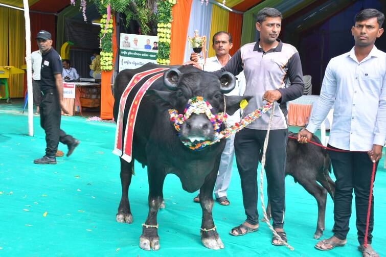A cattle show competition was held in Tarnetar At Surendranagar Surendranagar:  તરણેતરમાં યોજાઈ પશુ પ્રદર્શન હરીફાઈ,કચ્છની ભેંસ બની “ચેમ્પિયન ઓફ ધ શો”