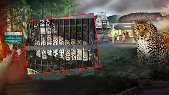 Sixth Leopard Caught In Tirumala Alipiri Footpath: 2850 మెట్టు వద్ద బోనుకు చిక్కిన చిరుత