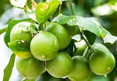 Farming: ગામડે જમીન હોય તો બસ કરો આ કામ..... ઘરે બેઠા આવશે રૂપિયા