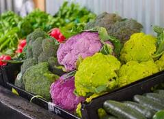 Cauliflower Cultivation: ਜੇਕਰ ਕਿਸਾਨ ਭਰਾ ਕਮਾਉਣਾ ਚਾਹੁੰਦੇ ਚੰਗਾ ਪੈਸਾ, ਤਾਂ ਇਦਾਂ ਕਰੋ ਗੋਭੀ ਦੀ ਖੇਤੀ, ਹੋਵੇਗਾ ਫਾਇਦਾ