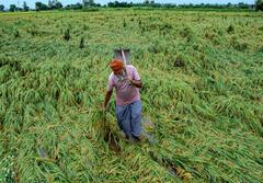 Farming: ગામડે જમીન હોય તો બસ કરો આ કામ..... ઘરે બેઠા આવશે રૂપિયા