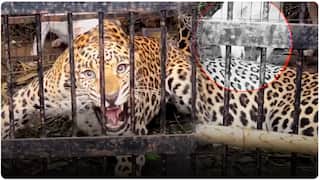 Pune : मानव-बिबट्या संघर्षावर मोठी उपाययोजना, दिवसा वीजपुरवठा, सौर कुंपण आणि AI निरीक्षण प्रणाली लागू