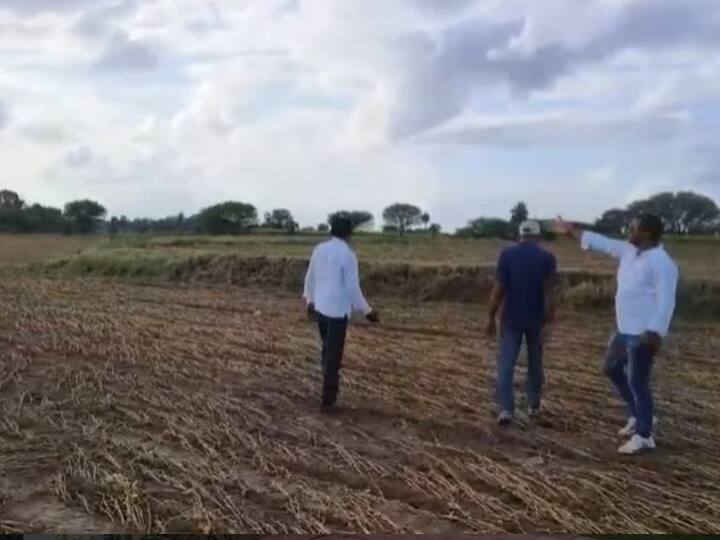 Soybean crop destroyed due to heavy rain in Madhya Pradesh government conducting survey for compensation to farmers ann MP News: मध्य प्रदेश में भारी बारिश से सोयाबीन की फसल बर्बाद, किसानों को राहत देने के लिए सरकार ने उठाया ये कदम