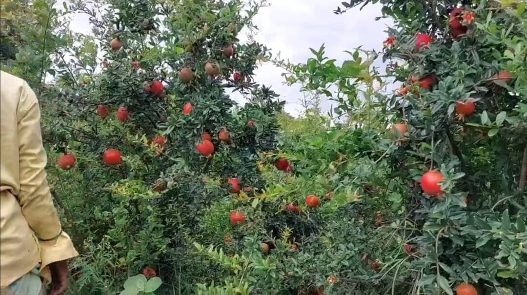 Maharashtra Ahmednagar Karjat Demand for Pomegranates of Thergaon directly from Bangladesh Success Story: पदवीधर शेतकऱ्यानं खडकाळ माळरानावर फुलवलं नंदनवन, थेरगावच्या डाळिंबाला थेट बांगलादेशातून मागणी