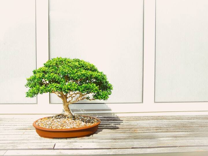 Bonsai Plantation: बोनसाई के लिए आमतौर पर अनार, आम, बरगद, चीड़, गूलड़, पीपल, संतरा, नींबू और बोगनवेलिया के पौधे बेहतर हैं.  