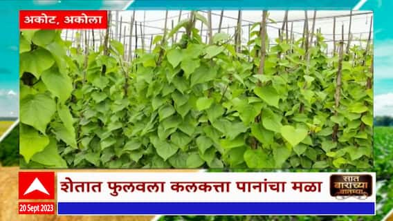 Saat Barachya Batmya 712 : शेतात फुलवला कलकत्ता पानांचा मळा, पानशेतीतून महिन्याला लाखोंचं उत्पन्न