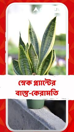 বাড়িতে আসবে সুখ, সমৃদ্ধি ও শান্তি, যদি রাখেন স্নেক প্ল্যান্ট
