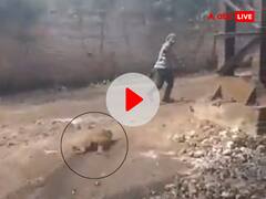 बंदर के साथ बर्बरता! गले में रस्सी बांधकर मौत होने तक घसीटता रहा आरोपी, Video देख भड़का लोगों का गुस्सा