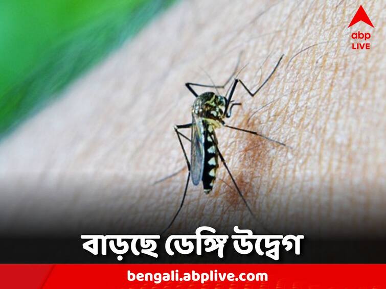 WB Dengue Case: In the last 8 days, 5 dengue patients have died in the city WB Dengue Case: পুজোর মুখে ভয় ধরাচ্ছে ডেঙ্গি, শহরে আট দিনে মৃত ৫
