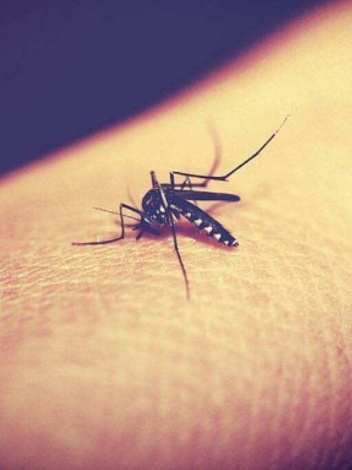 Machhar Insect मच्छर के मुंह में कितने दांत होते हैं?