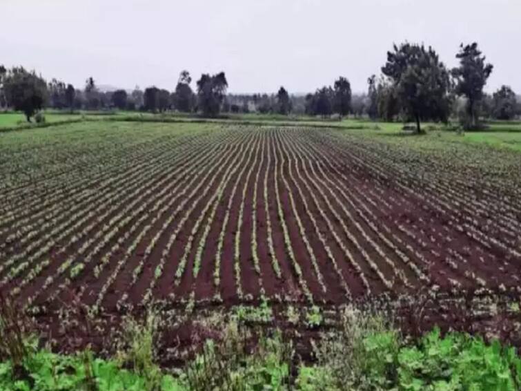 agriculture news Beed news More than 50 percent decline in kharif crop production is likely in Beed district Beed News : बीड जिल्ह्यात खरीप पिकांच्या उत्पादनात 50 टक्क्यांहून अधिक घटीची शक्यता;  कृषी विभागाचा सरकारला अहवाल 