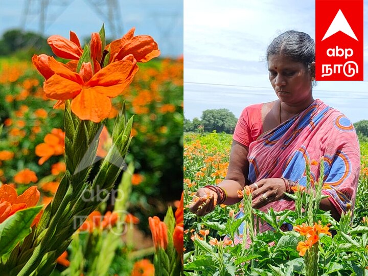 கனகாம்பரம் பூ விவசாயத்தில் அதிக லாபம் ஈட்டும் விழுப்புரம் விவசாயிகள்