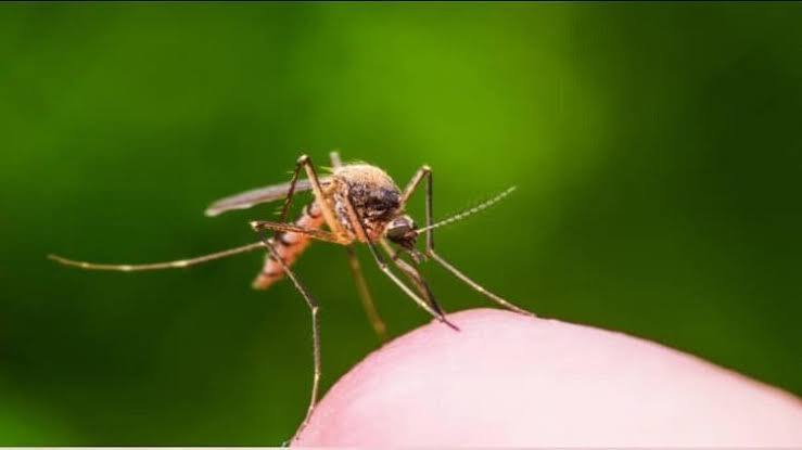 MCD intensified anti-mosquito campaign Notice to more than 1.25 lakh people till now MCD Anti Mosquito Campaign: एमसीडी ने और तेज किया मच्छररोधी अभियान, अब तक सवा लाख से ज्यादा लोगों को नोटिस जारी