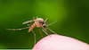 MCD Anti Mosquito Campaign: एमसीडी ने और तेज किया मच्छररोधी अभियान, अब तक सवा लाख से ज्यादा लोगों को नोटिस जारी