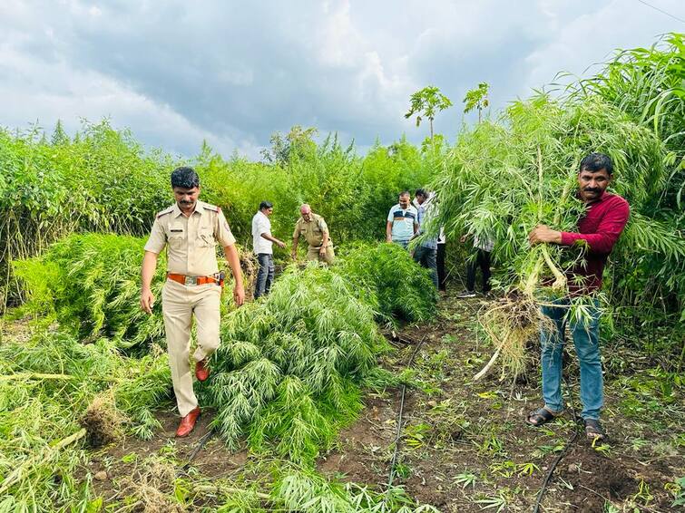 Maharashtra Jalna news Cultivation of one acre of cannabis in Turi crop ganja Jalna : तुरीच्या शेतात एक एकर गांजाची लागवड, कोट्यवधींचा गांजा जप्त; पोलिसांची मोठी कारवाई