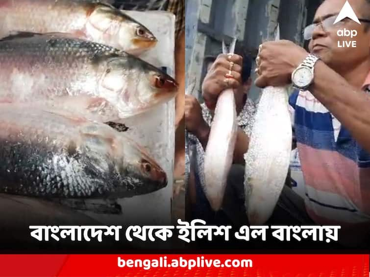 West Bengal 40 metric ton Hilsa arrived in West Bengal from Bangladesh total nearly 4 thousand tons to be arrived Hilsa in West Bengal : বাংলাদেশ থেকে ৪০ মেট্রিক টন ইলিশ এল বাংলায়, পুজোর আগে আসছে প্রায় ৪ হাজার টন রুপোলি শস্য