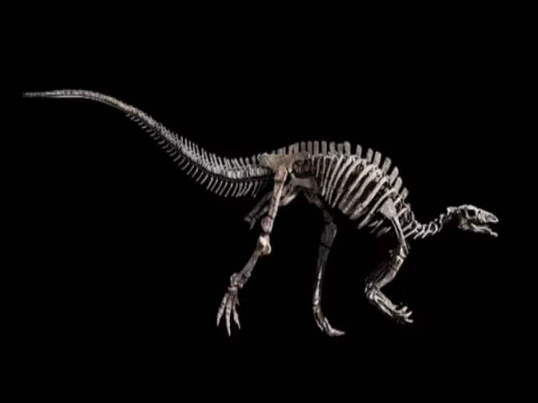 Rare 150 Million-Year-Old Dinosaur Known As Barry To Be Auctioned In Paris Rare 150 Million-Year-Old Dinosaur Known As Barry To Be Auctioned In Paris