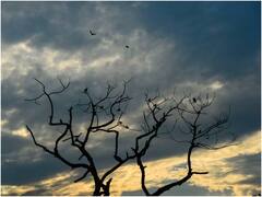 मध्य प्रदेश के 9 जिलों में सामान्य से ज्यादा बारिश, 6 जिलों में कम पानी, जानें- अपने जिले का हाल