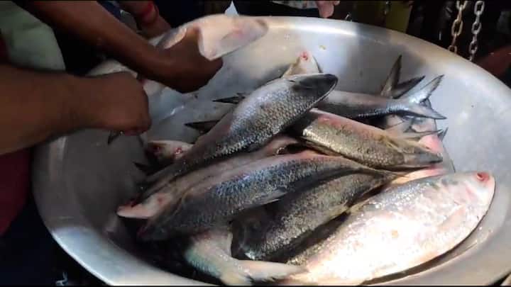 কিন্তু, ডিম পাড়ার মরসুম হওয়ায় ১২ অক্টোবর থেকে ২২ দিনের জন্য় ইলিশ মাছ ধরায় নিষেধাজ্ঞা জারি করেছে বাংলাদেশ সরকার।