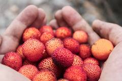 Lychee: லிச்சி சாப்பிடுவதால் ஏற்படும் நன்மைகள் பற்றி தெரியுமா?