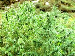 हिमाचल में भांग बढ़ाएगी सरकार की आमदनी, सालाना मिलेंगे 500 करोड़, जल्द हो सकता है ऐलान