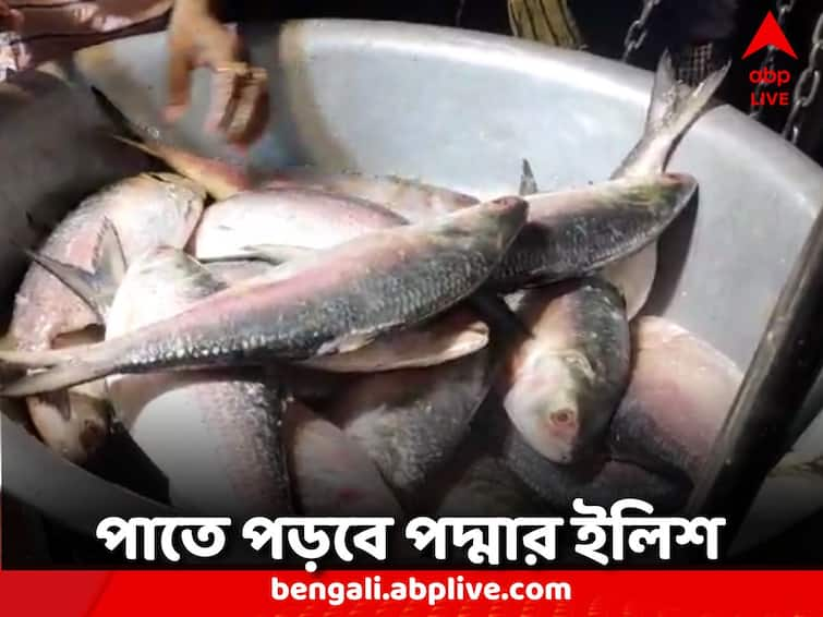 sale of Padma hilsa has started in the wholesale market of Howrah Howrah News: রাজ্য়ে পদ্মার ইলিশ, হাওড়ার পাইকারি বাজারে শুরু বিক্রি