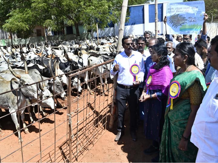 Theni district collector inaugurated the mountain cow exhibition on the greatness of mountain cows among the people TNN தேனியில் மலை மாடுகள் கண்காட்சி - ஆட்சியர் தொடங்கி வைத்தார்