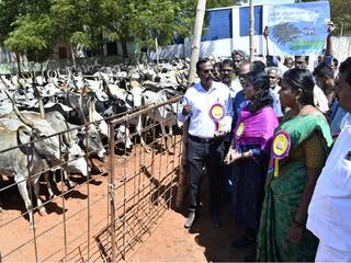 தேனியில் மலை மாடுகள் கண்காட்சி - ஆட்சியர் தொடங்கி வைத்தார்