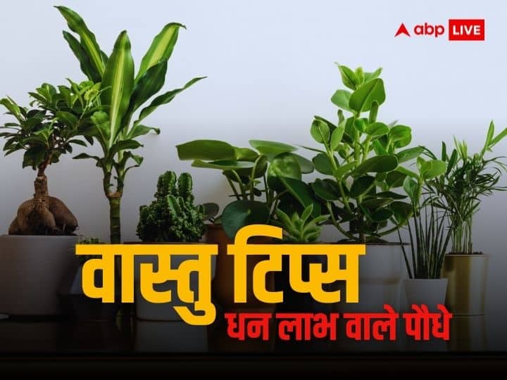 Vastu Tips decorate your balcony of planting these plants at home always will be rain of money Vastu Tips: इन पौधों से सजाएं अपनी खूबसूरत बालकनी, दूर हो जाएगी पैसों की कमी