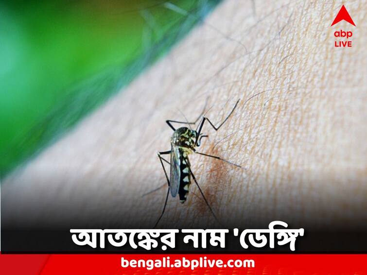 WB Dengue:  North 24 Parganas are at the top in terms of the number of cases Dengue: ভয় ধরাচ্ছে ডেঙ্গি, আক্রান্তের সংখ্যার নিরিখে শীর্ষে উত্তর ২৪ পরগনা