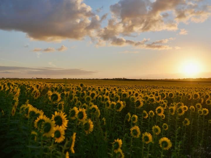 Sunflower Cultivation farmer can earn good profit  in less time बेहद कम समय में शानदार मुनाफा देगी सूरजमुखी की खेती, जानें जरूरी बातें