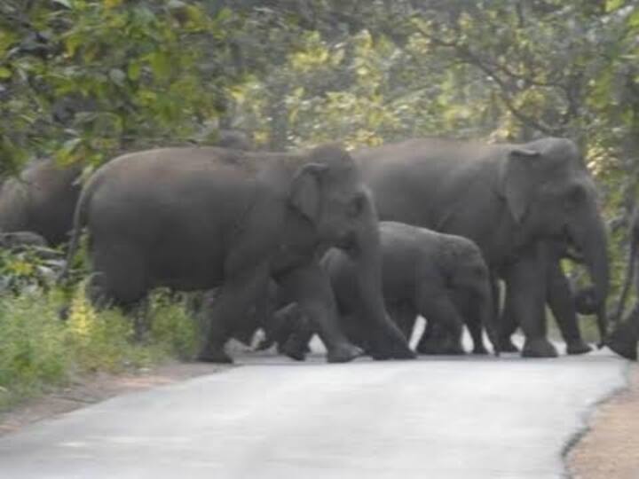 Pratappur Ambikapur road Elephants came out of forest and Road traffic was disrupted Ann Chhattisgarh News: जंगल से निकलकर सड़क पर आया जंगली हाथियों का झुंड, प्रतापपुर-अम्बिकापुर मार्ग पर मची अफरा-तफरी