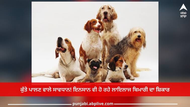 Health News: Dog breeders beware! Humans are also victims of incurable diseases, go to doctor Health News: ਕੁੱਤੇ ਪਾਲਣ ਵਾਲੇ ਸਾਵਧਾਨ! ਇਨਸਾਨ ਵੀ ਹੋ ਰਹੇ ਲਾਇਲਾਜ ਬਿਮਾਰੀ ਦਾ ਸ਼ਿਕਾਰ, ਇਹ ਲੱਛਣ ਵੇਖਦਿਆਂ ਹੀ ਡਾਕਟਰ ਕੋਲ ਜਾਓ