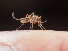 Dengue Fever: लगातार डेंगू के बढ़ते हुए केसेस को देखते हुए आम लोगों के लिए यह खास सलाह