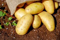 Side Effects Of Eating Potato : बटाट्याचे जास्त सेवन करू नका, नाहीतर होऊ शकते मोठे नुकसान